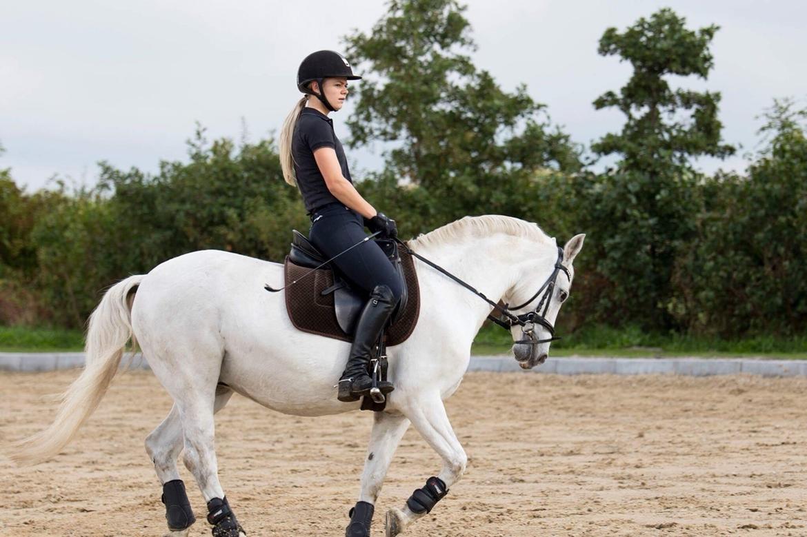 Welsh Pony (sec B) Bakkegaarden's Oliver billede 15