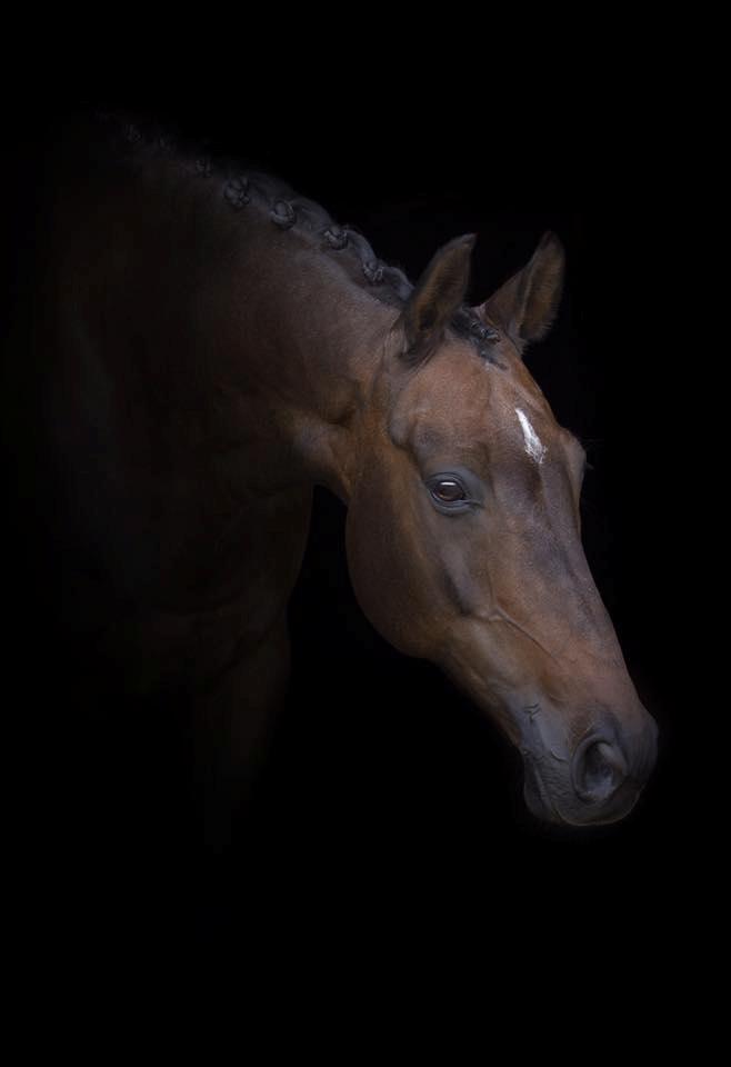 Trakehner M-speedy billede 1