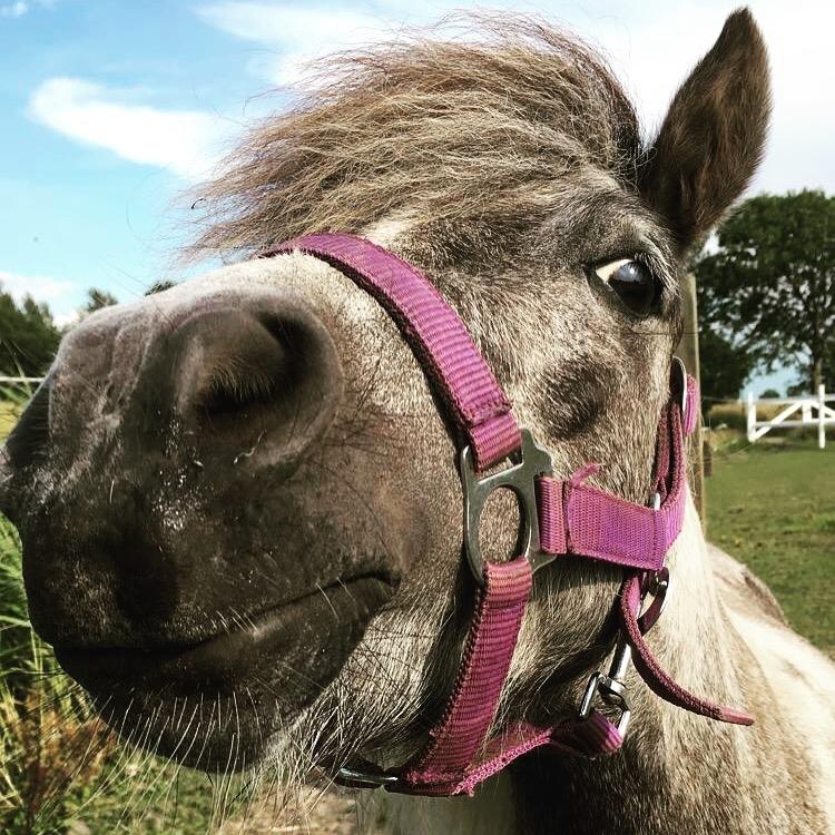 Shetlænder Maggie billede 8