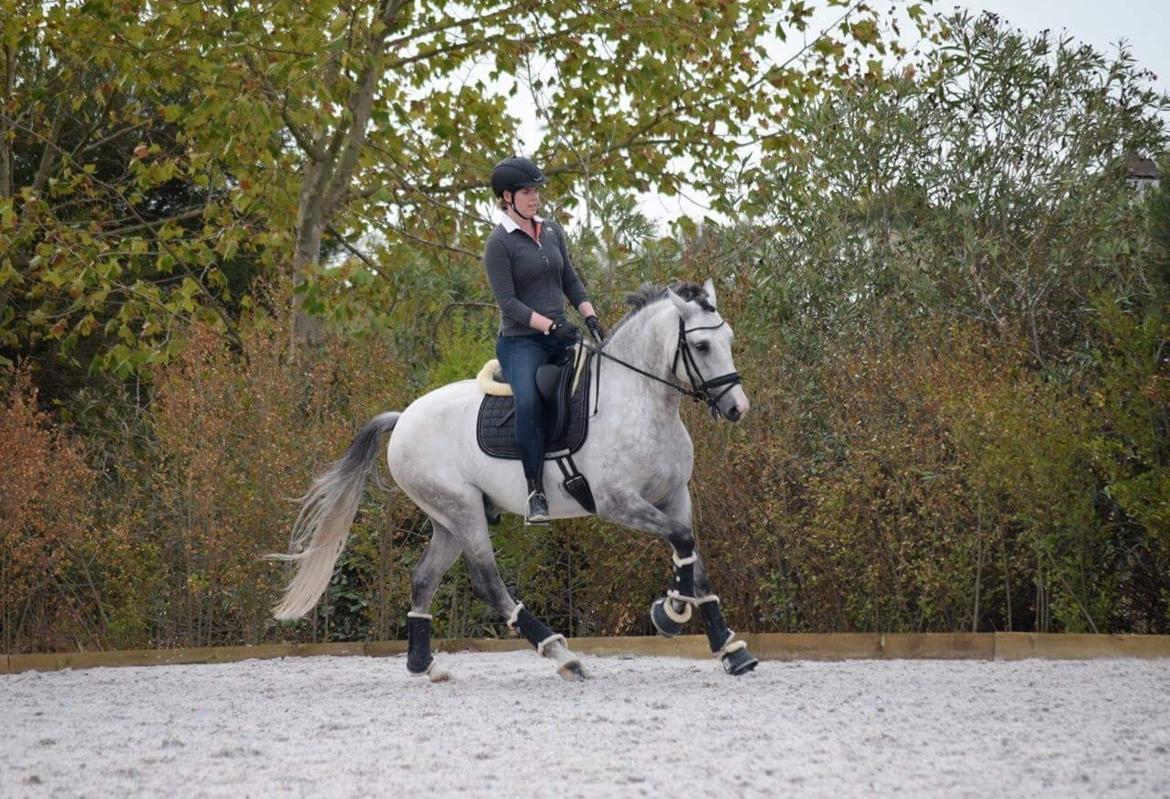 Lusitano Horaga billede 16