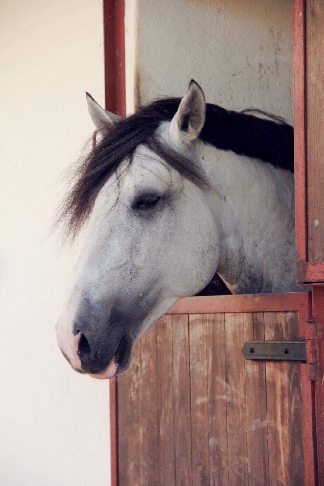 Lusitano Horaga billede 6