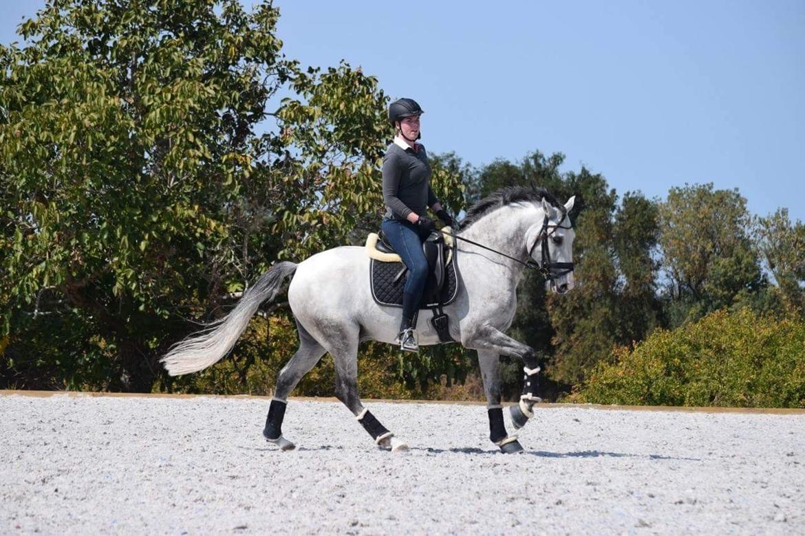 Lusitano Horaga billede 11