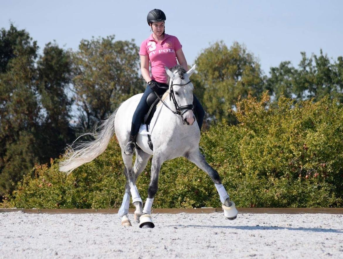 Lusitano Horaga billede 15