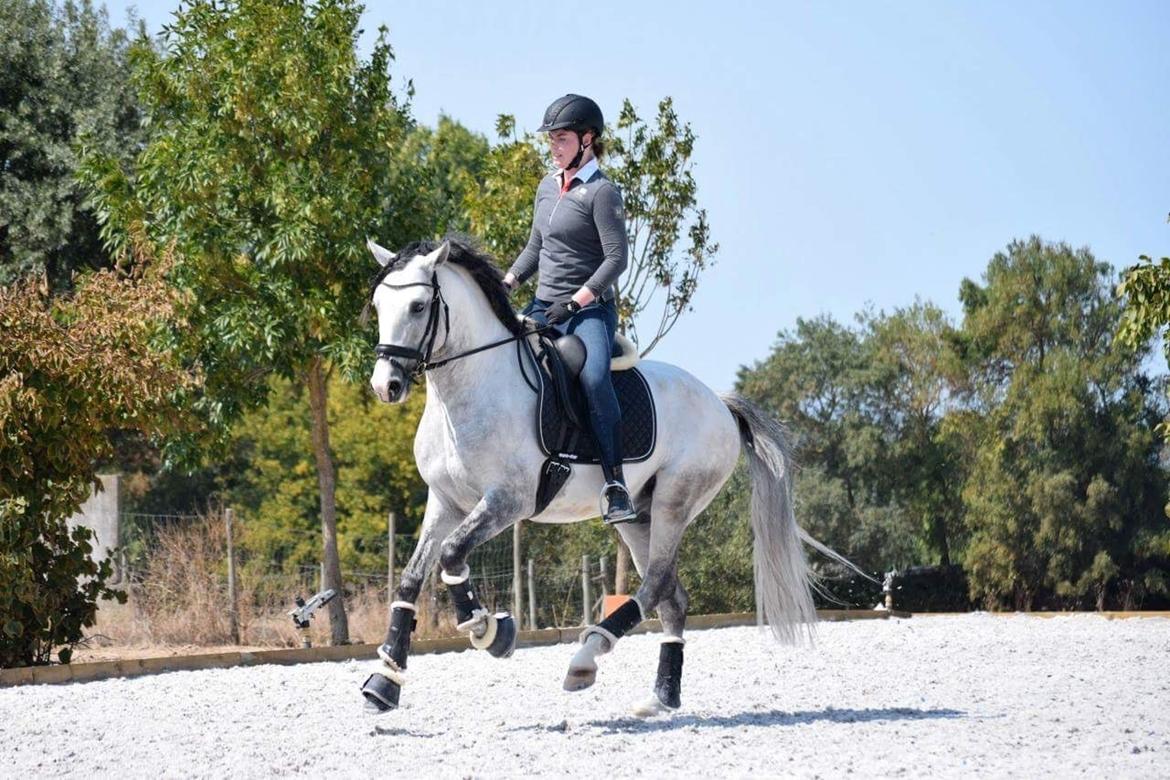 Lusitano Horaga billede 8