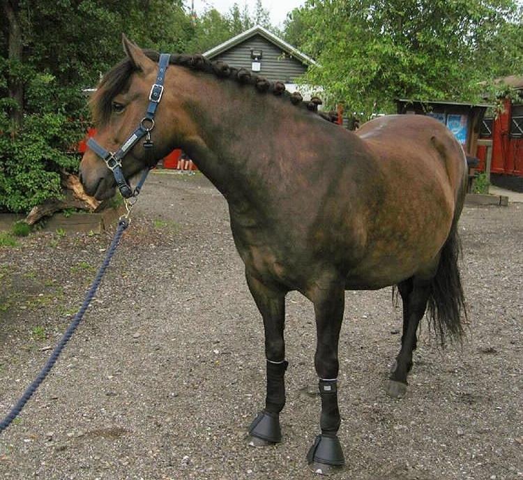 Anden særlig race June - Smukkee Junee <33 billede 4