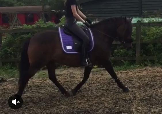 Anden særlig race June - Genders trav i en af de gode øjeblikke <33 billede 5