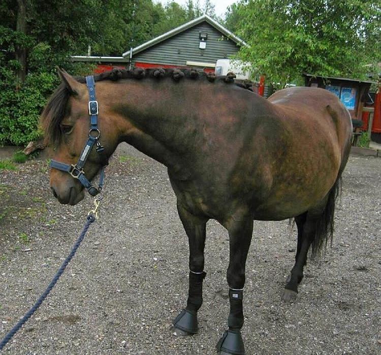 Anden særlig race June - June er så smuk med alt sit udstyr! billede 2