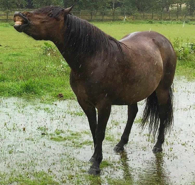 Anden særlig race June - June er glad selvom det regner ;) billede 8
