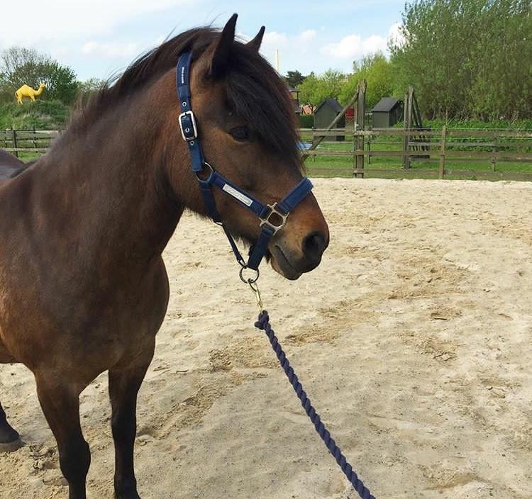 Anden særlig race June - Smukke June <33 billede 10