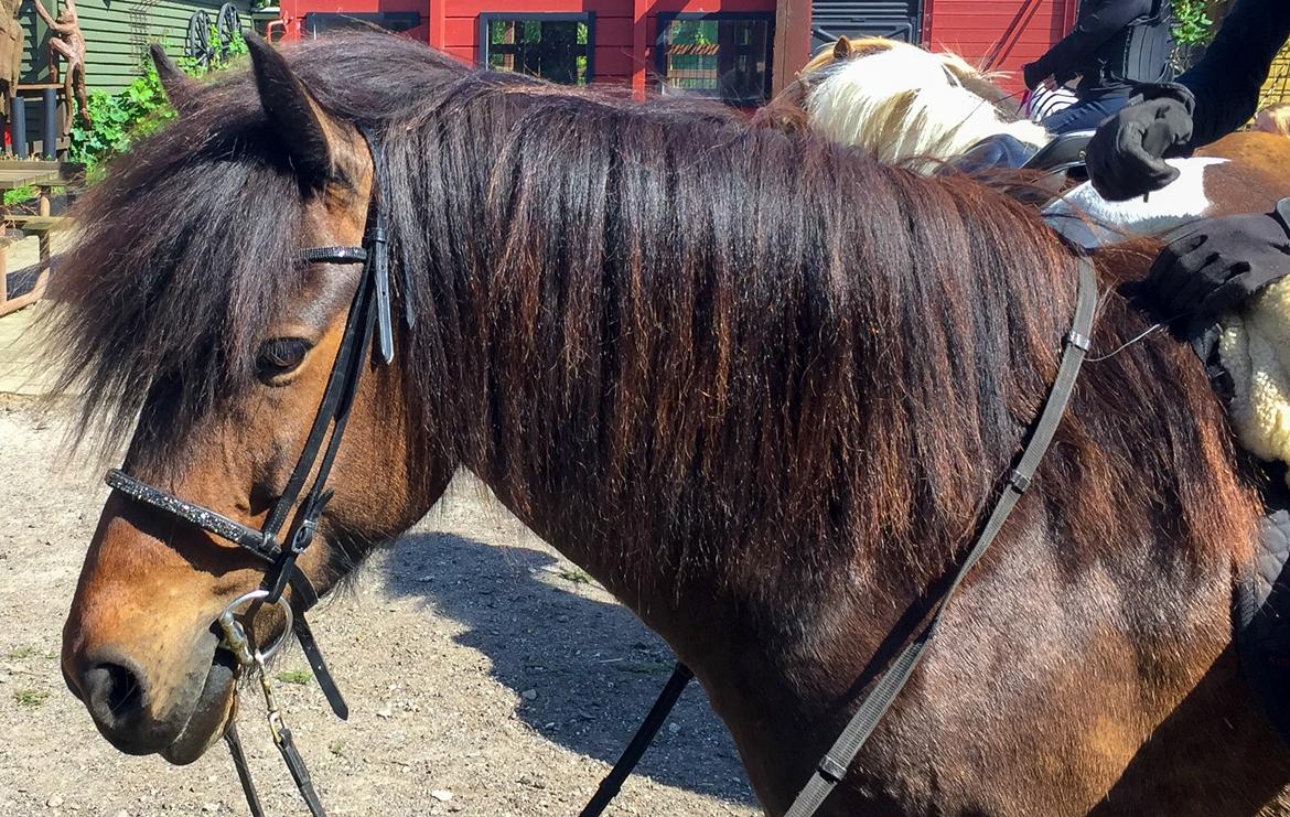 Anden særlig race June - June elsker solskin <3 billede 15