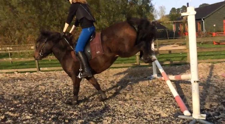 Anden særlig race June - Man skal passe godt på fusserne XD billede 14