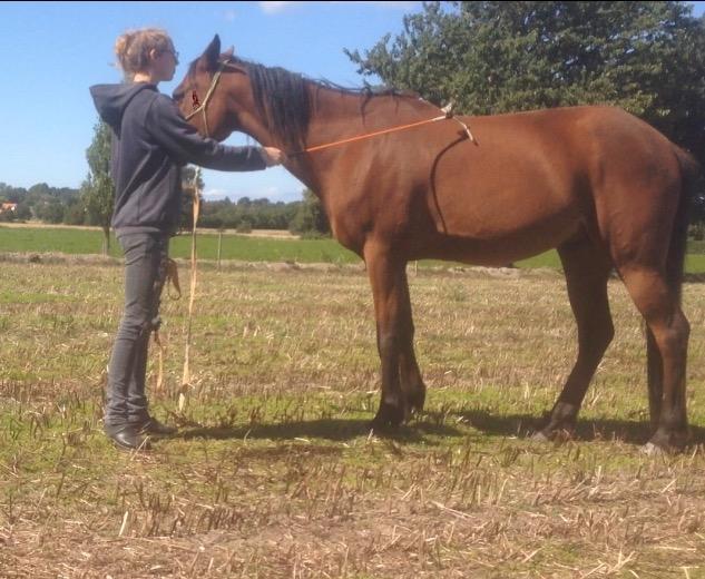 Traver Jovial Millpond billede 14