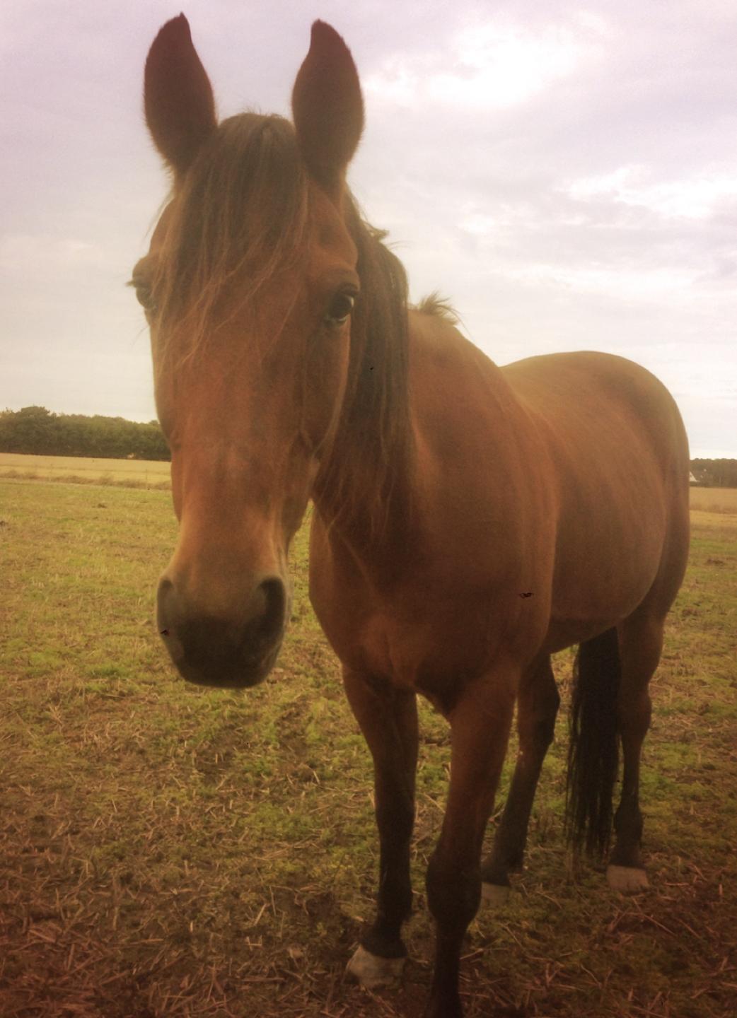 Traver Jovial Millpond billede 19