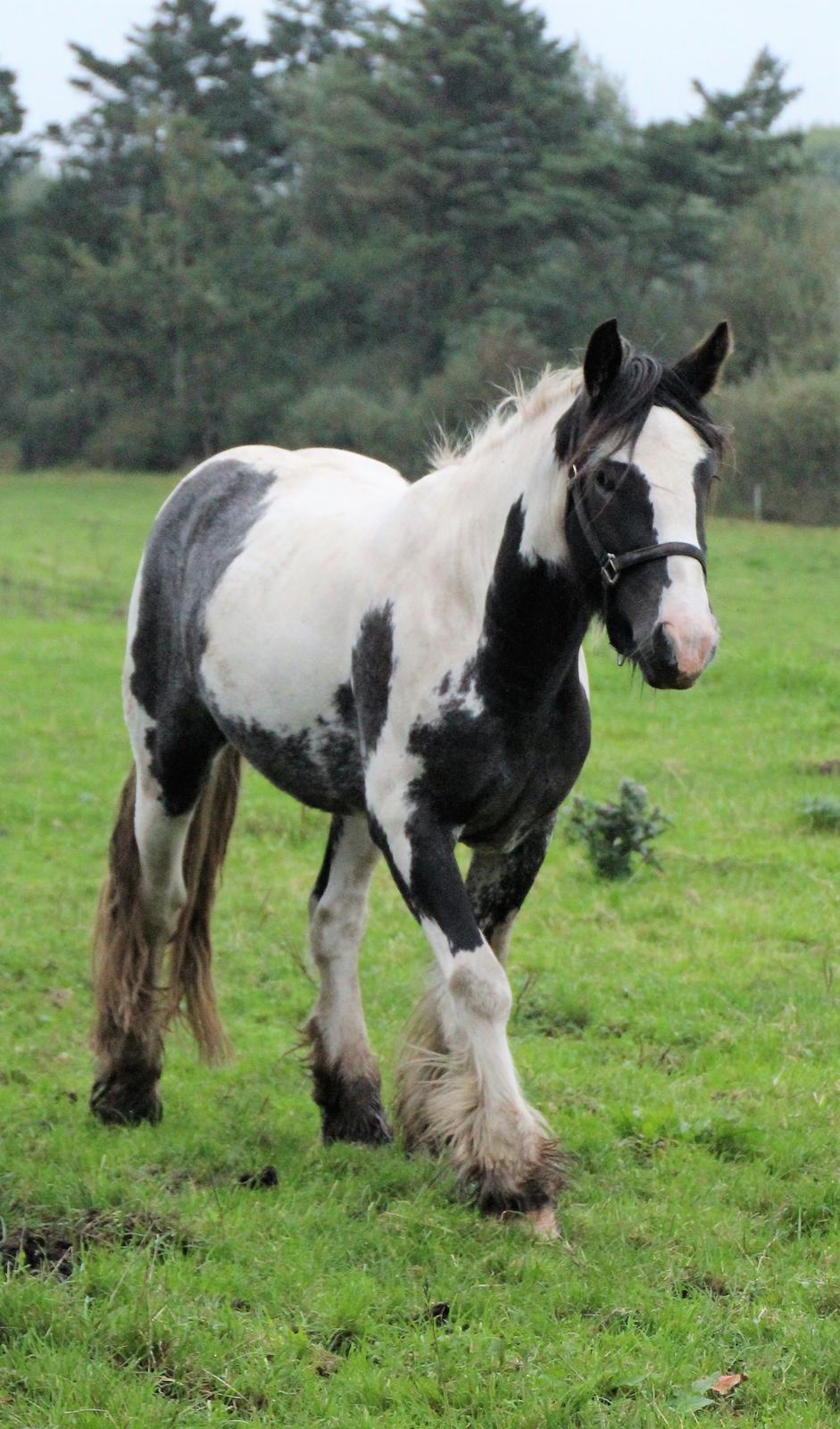 Irish Cob Phoibe - Sensommer 2017 billede 9