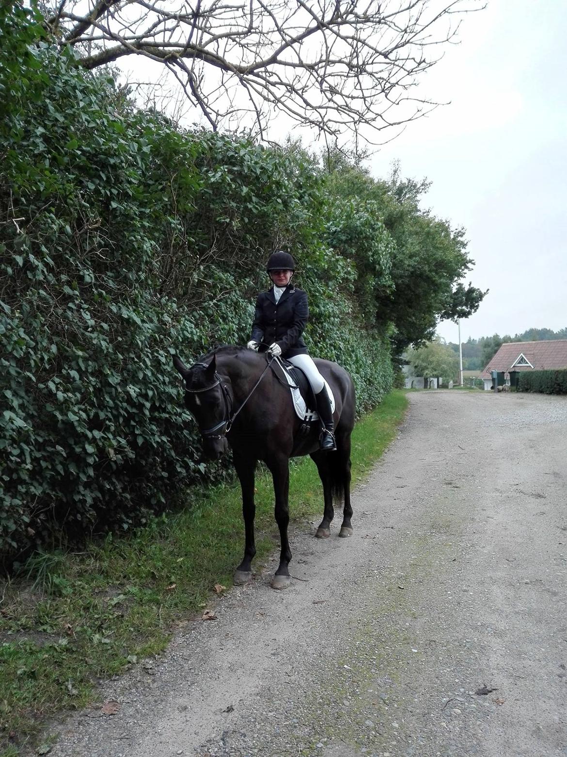 Trakehner Satori Birkedommergård - Satori og jeg til stævne i Gl. Estrup d. 23 september 2017. LA1, 64,23% og LA2 66,73% billede 15