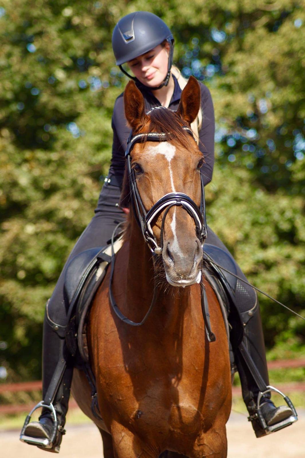 Dansk Varmblod MP's Diamond billede 6