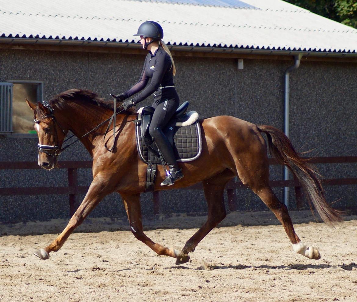 Dansk Varmblod MP's Diamond - Træning // September 2017 billede 18