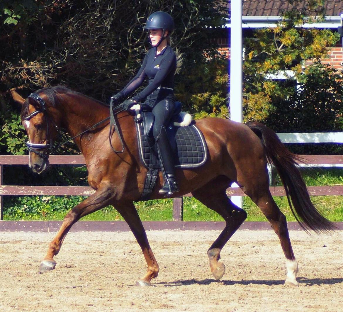 Dansk Varmblod MP's Diamond - Træning // September 2017 billede 5