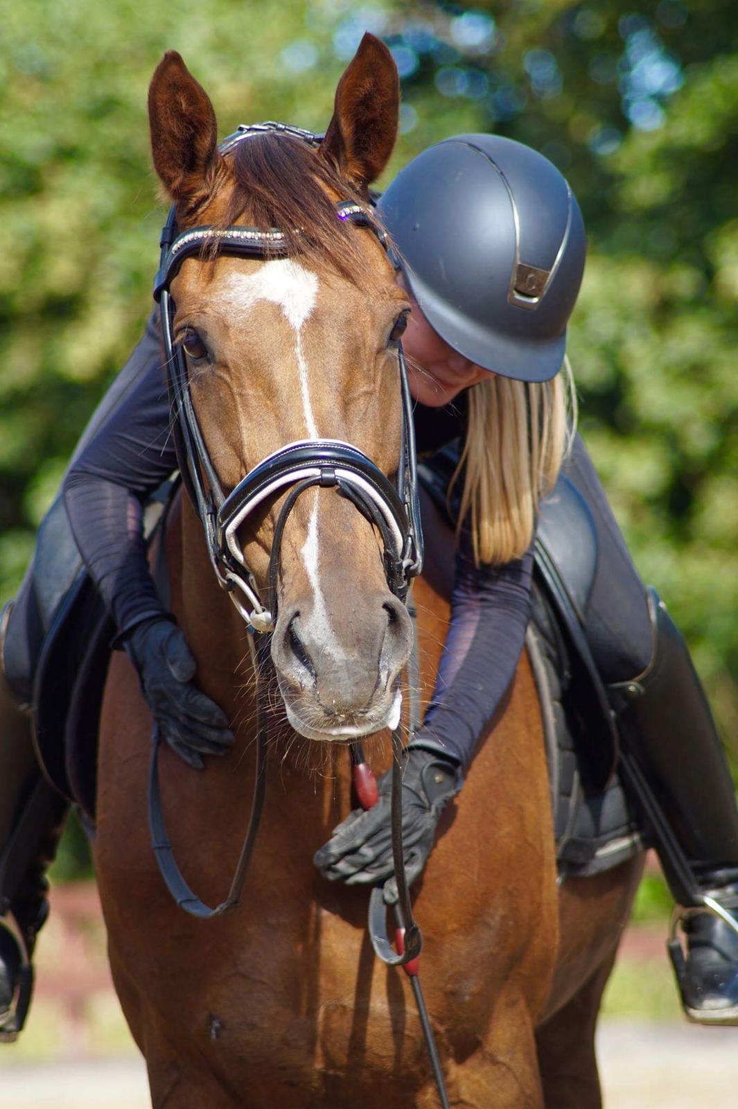 Dansk Varmblod MP's Diamond billede 9