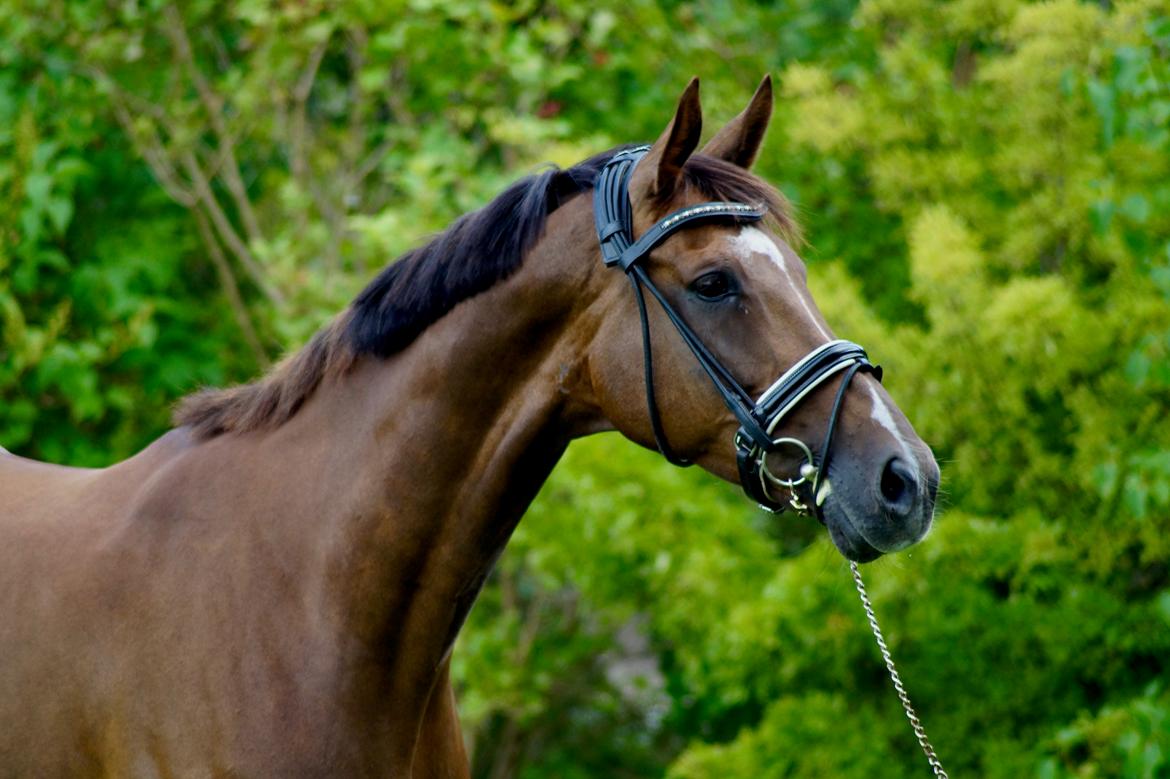 Dansk Varmblod MP's Diamond billede 8