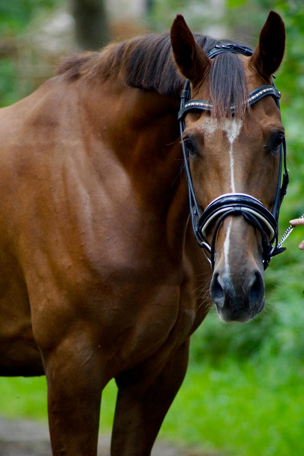 Dansk Varmblod MP's Diamond billede 15