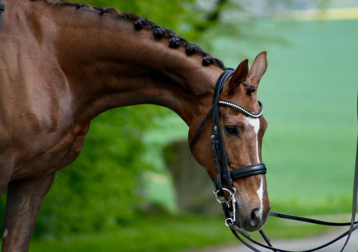 Dansk Varmblod MP's Diamond billede 17