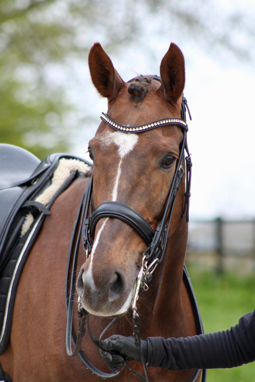 Dansk Varmblod MP's Diamond billede 11