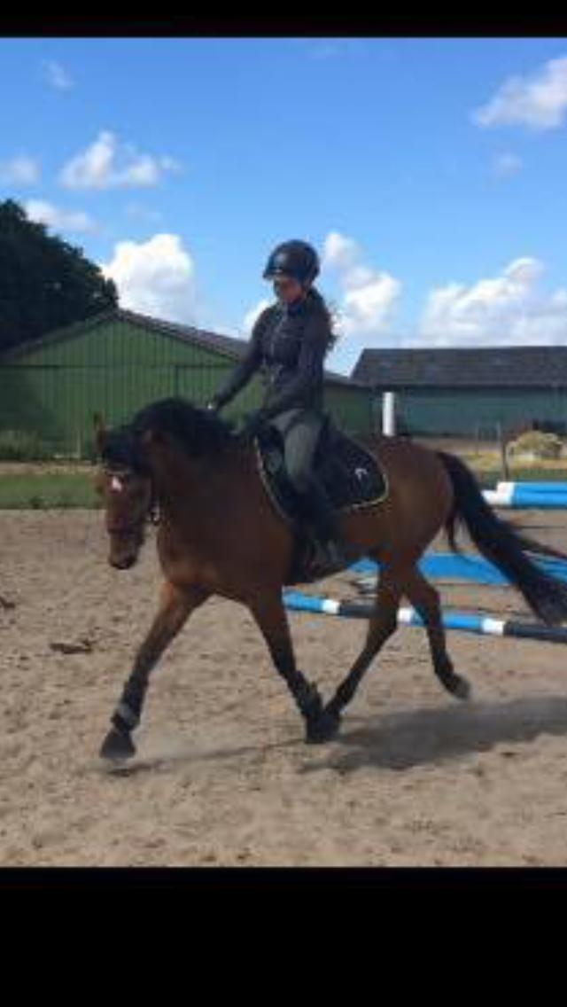 DSP Lazione kærlund billede 6