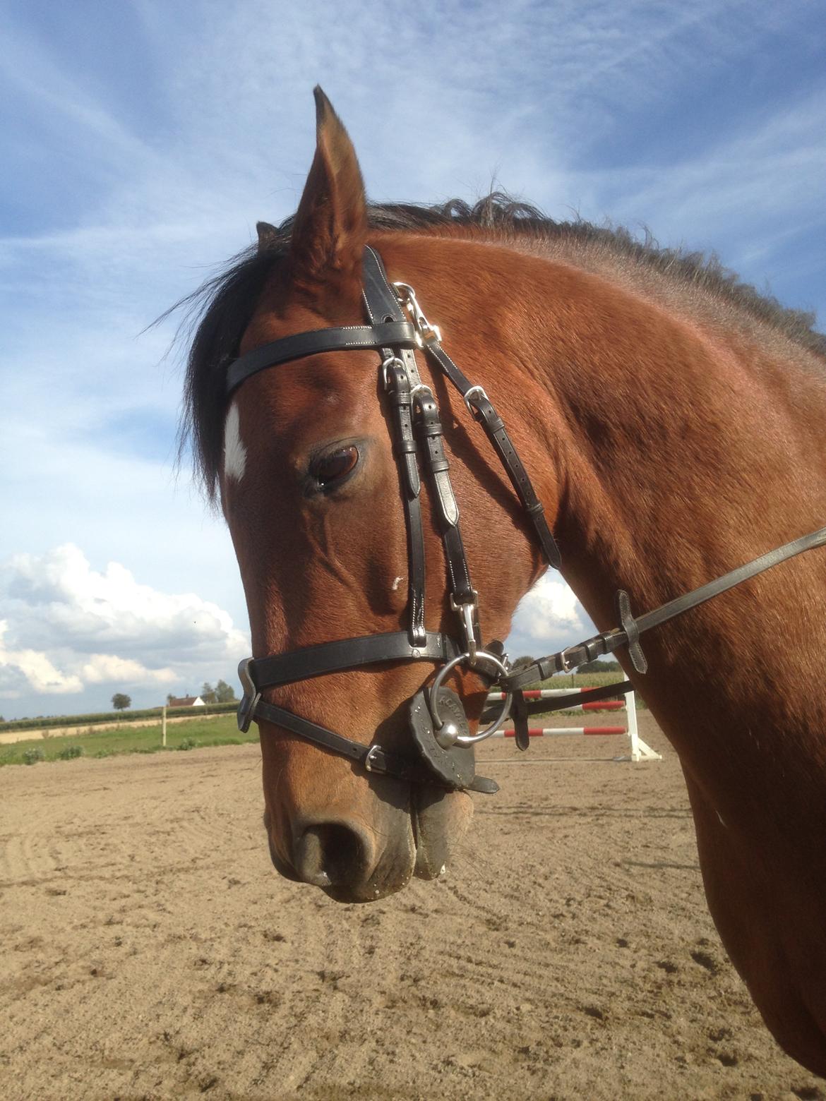 DSP Lazione kærlund billede 8