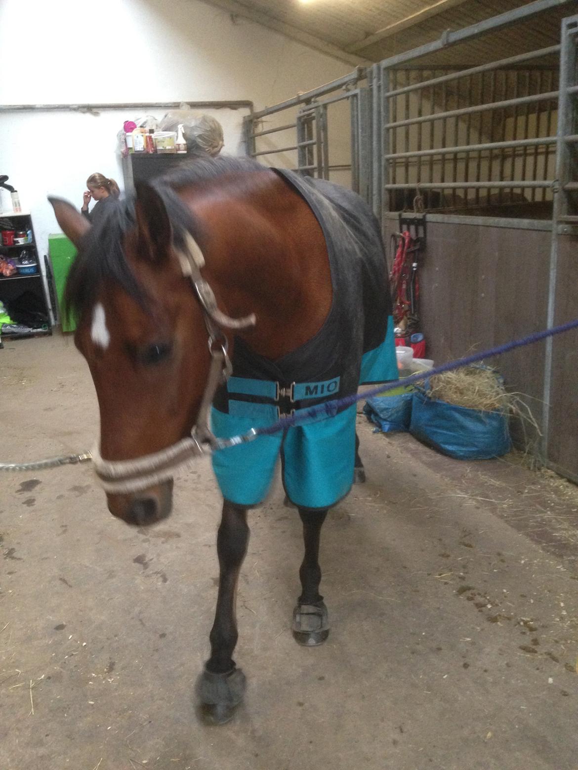 DSP Lazione kærlund billede 9