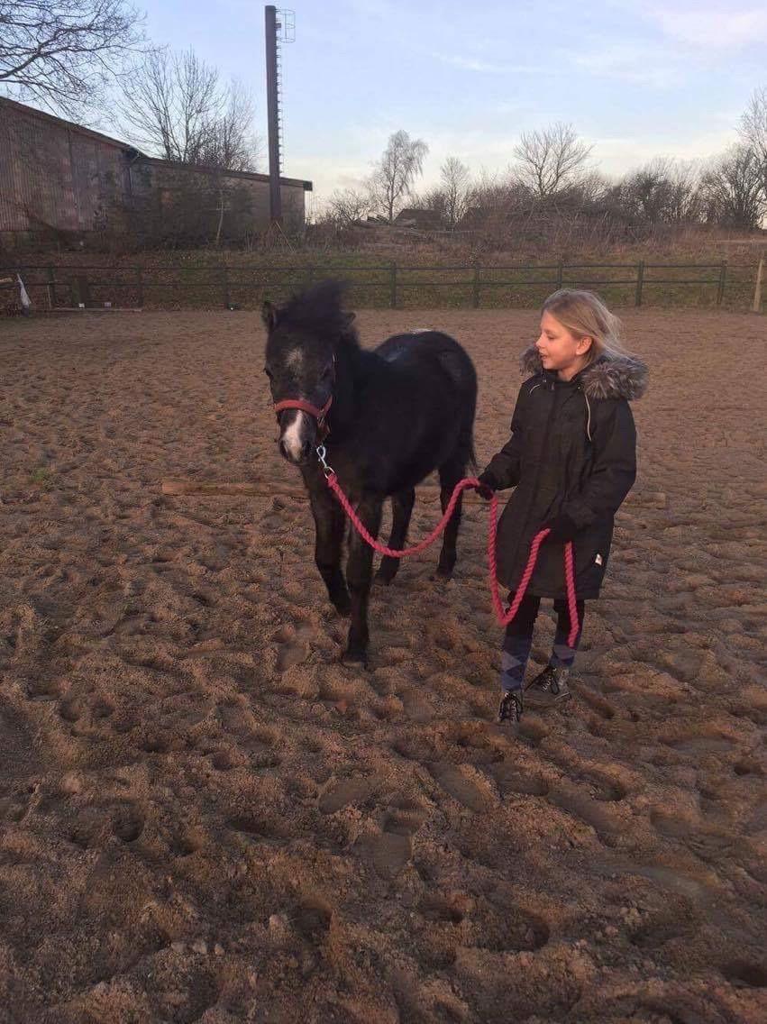 Welsh Mountain (sec A) Stensgaards Jolene billede 13