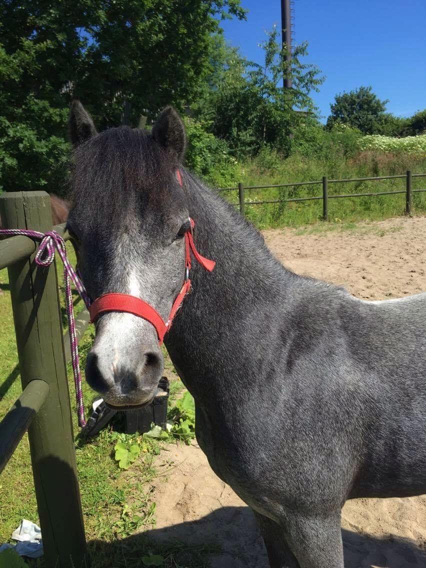 Welsh Mountain (sec A) Stensgaards Jolene billede 15
