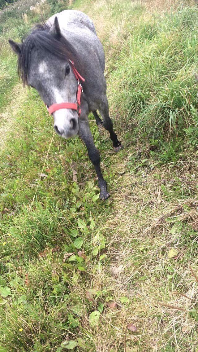 Welsh Mountain (sec A) Stensgaards Jolene billede 14