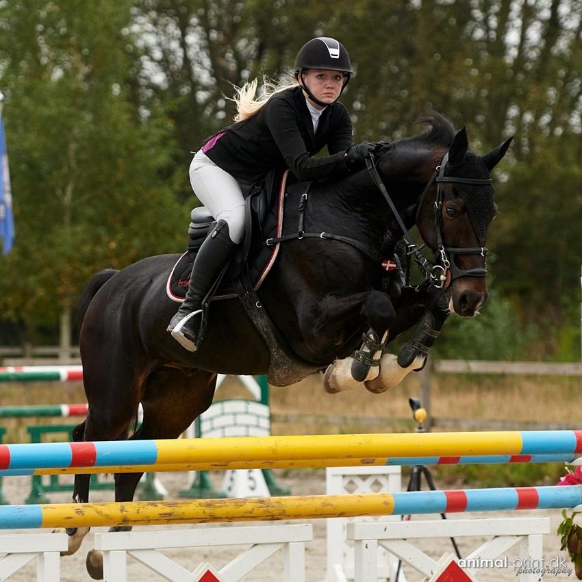 Hollandsk Varmblod Wilddancer billede 46