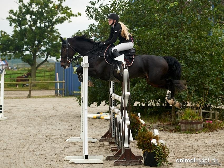 Hollandsk Varmblod Wilddancer billede 48