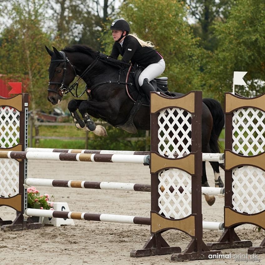 Hollandsk Varmblod Wilddancer billede 50