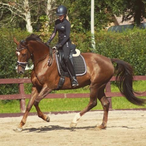 Dansk Varmblod MP's Diamond billede 16