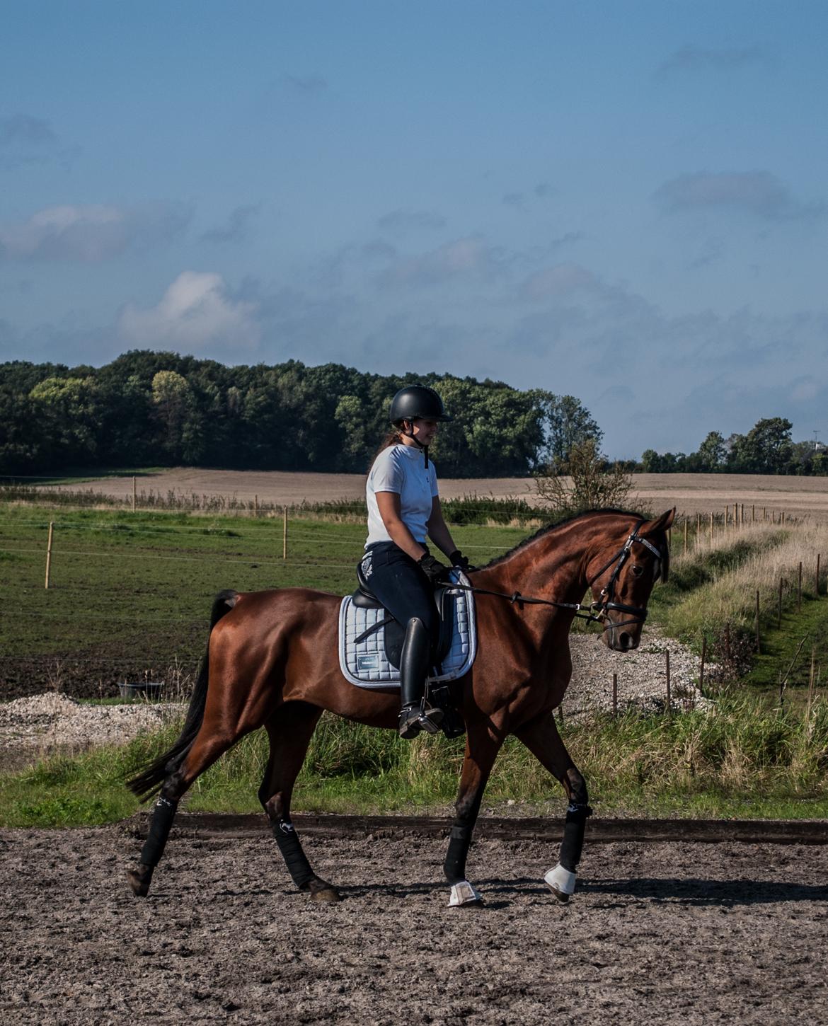 Sportsaraber (A) Aragorn's Choice - Ja, rytteren skal lige lære at rette sig op ;) billede 19