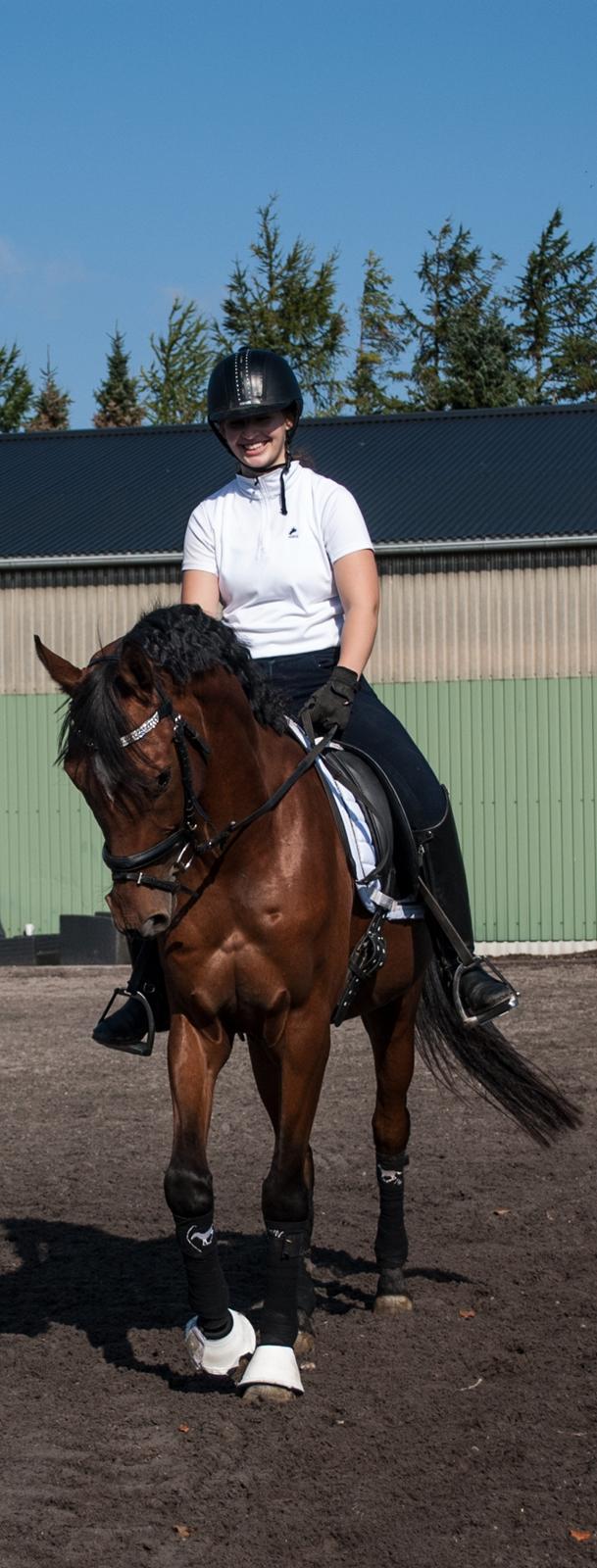 Sportsaraber (A) Aragorn's Choice billede 4