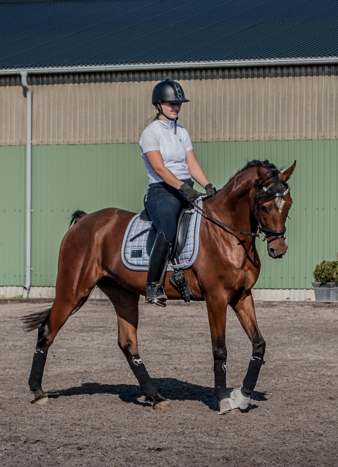 Sportsaraber (A) Aragorn's Choice billede 3