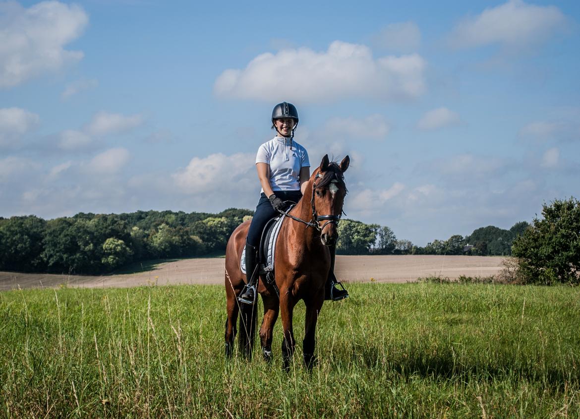 Sportsaraber (A) Aragorn's Choice billede 26