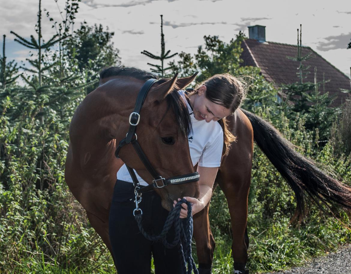 Sportsaraber (A) Aragorn's Choice billede 27