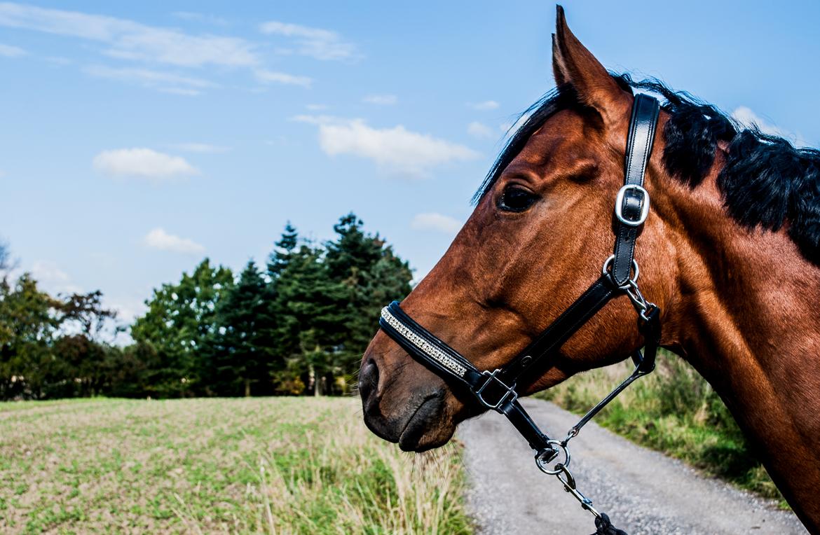 Sportsaraber (A) Aragorn's Choice - Han er noget det smukkeste billede 5