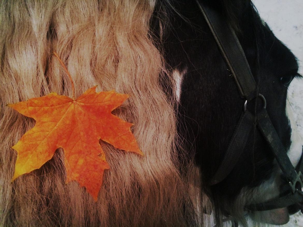 Irish Cob Luna ( Surprice Of Survivor) billede 19