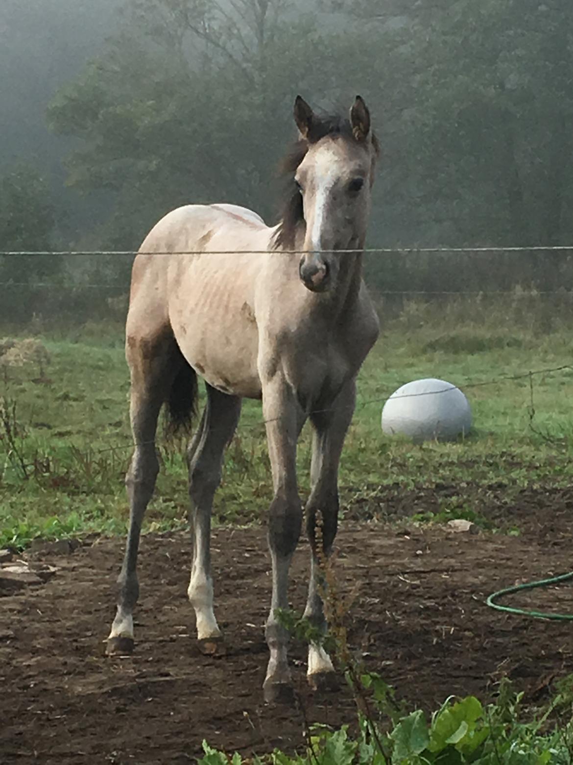 Dansk Varmblod Chaccolino N.G.M. - 23 sep 2017 han er så smuk 😍 billede 12