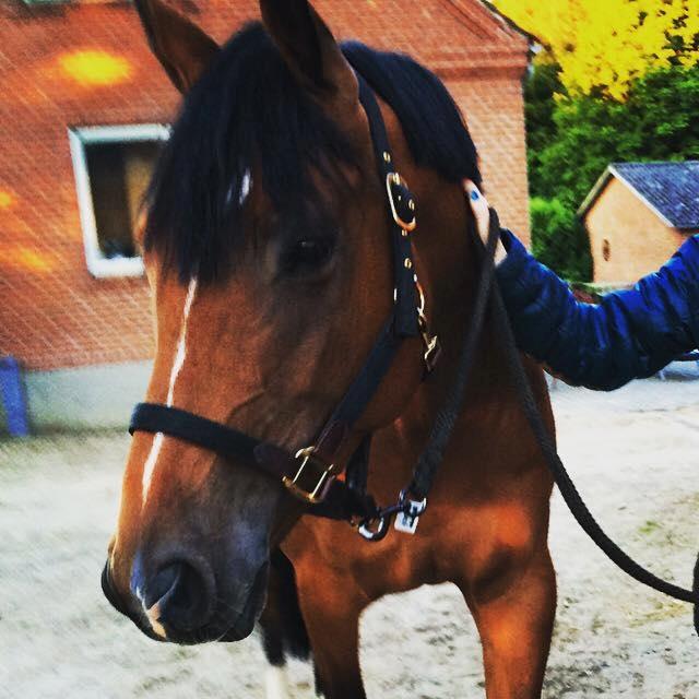 Dansk Varmblod Hot casey p billede 5