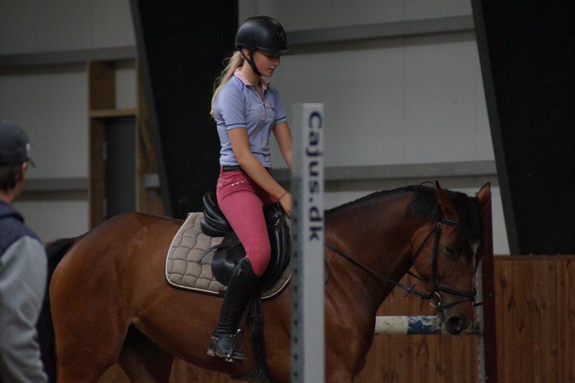 Dansk Varmblod Hot casey p billede 8