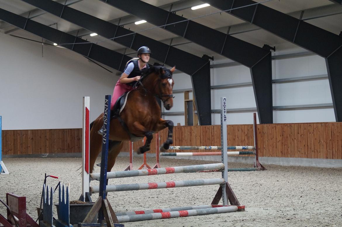 Dansk Varmblod Hot casey p billede 6