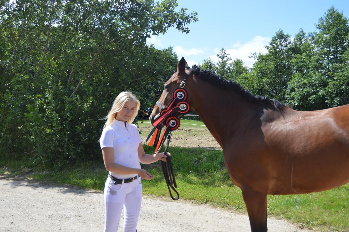 Dansk Varmblod Hot casey p billede 7