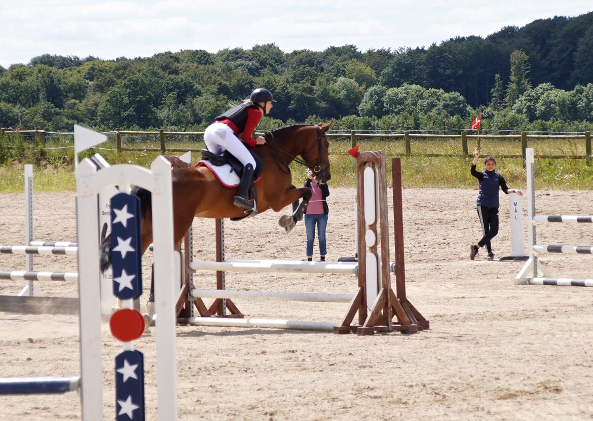 Dansk Varmblod Hot casey p billede 9